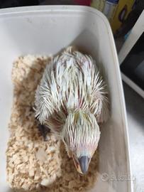 Uccelli