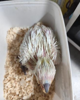 Uccelli