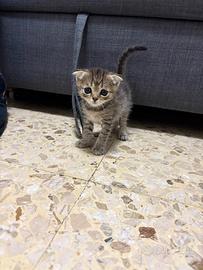 Scottish fold e straight