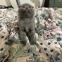 Gatti Scottish fold