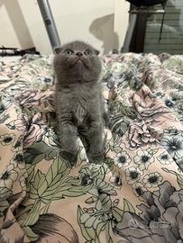 Gatti Scottish fold