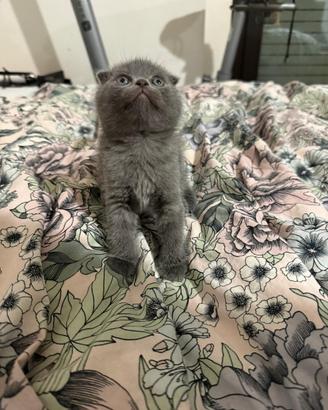 Gatti Scottish fold