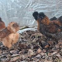 Coppia gallo e gallina moroseta