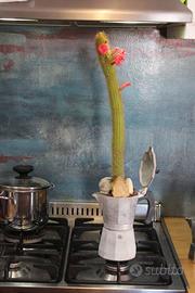 Moka Cactus Hildewintera Aureispina Piante Grasse