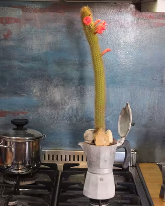 Moka Cactus Hildewintera Aureispina Piante Grasse