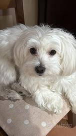 Maltese maschio per accoppiamento