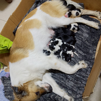 Cuccioli in adozione