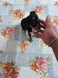 Pincher Chihuahua mix nano toy maschio piccolo