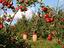 Immagine 19