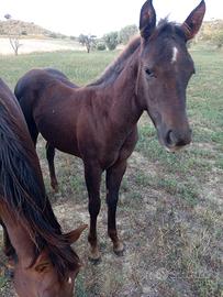 Puledra quarter 6 mesi