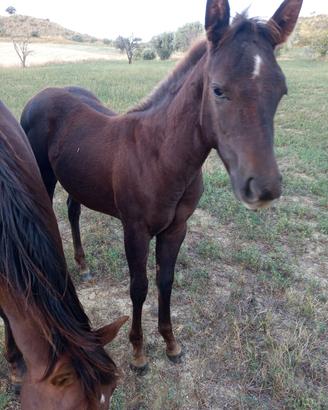 Puledra quarter 6 mesi