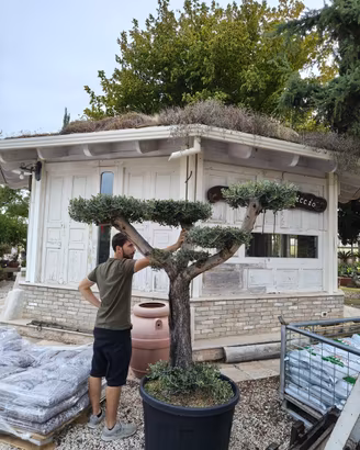 Pianta olivo leccino età 25 anni altezza 200/220cm
