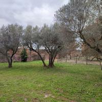 Uliveto recintato con pozzo e luce