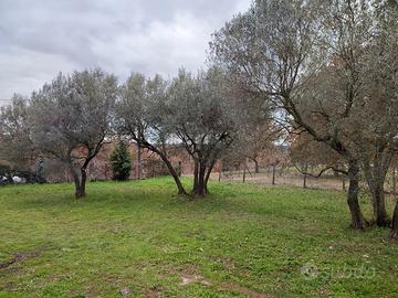 Uliveto recintato con pozzo e luce