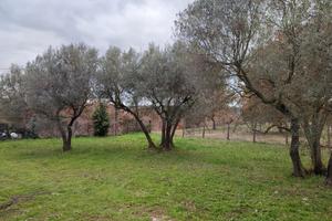 Uliveto recintato con pozzo e luce