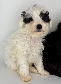 Barboncino Toy particolor e silver