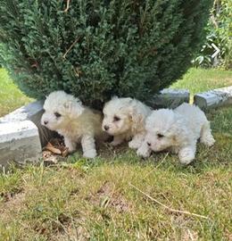 Maltese toy