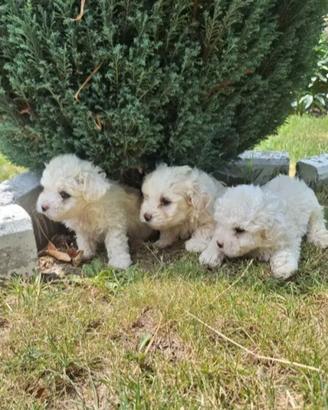 Maltese toy