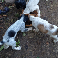 Cuccioli setter inglese