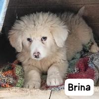 Una famiglia per 4 dolci nuvolette