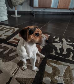 Jack Russell tricolor desidera una FIDANZATINA