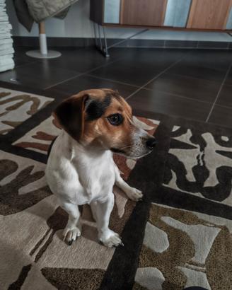 Jack Russell tricolor desidera una FIDANZATINA