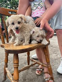 Maltipoo prezzo bomba