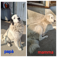 Cuccioli di maremmano