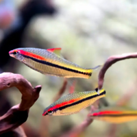 Sahyadria denisonii