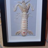 quadro con cannocchia