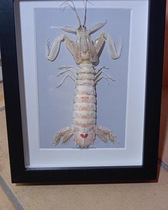 quadro con cannocchia