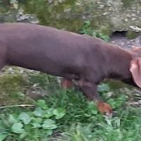 Bassotto kaninken cioccolato femmina di sei mesi