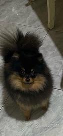 Spitz Pomerania maschio e femmina con pedigree