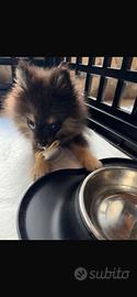 Spitz di Pomerania toy da allevamento