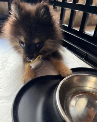 Spitz di Pomerania toy da allevamento