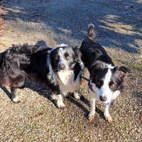 Cuccioli border collie