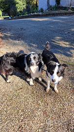 Cuccioli border collie