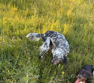 Setter inglese tricolore