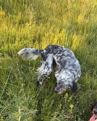 Setter inglese tricolore