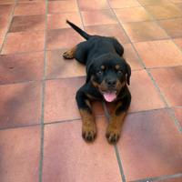 Cucciola di Rottweiler