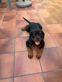Cucciola di Rottweiler