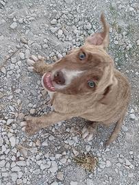 Cuccioli di pitboull