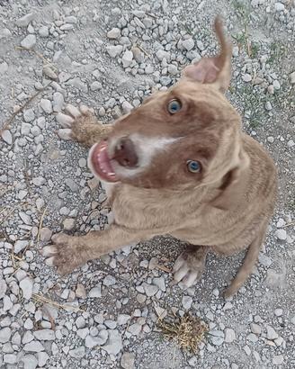 Cuccioli di pitboull