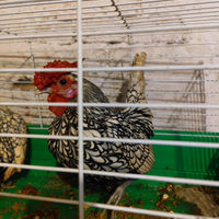 Coppia di Sebright argento portatrici oro