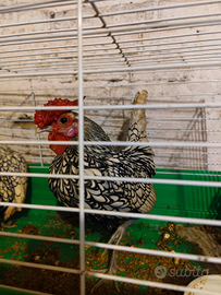 Coppia di Sebright argento portatrici oro