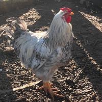 Gallo Wyandotte
