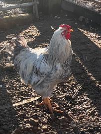 Gallo Wyandotte