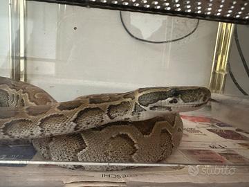 Python sebae