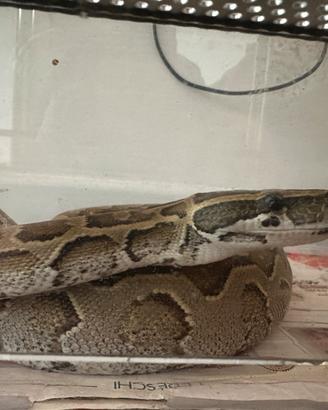 Python sebae