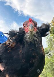 Gallo Araucana con auricolari